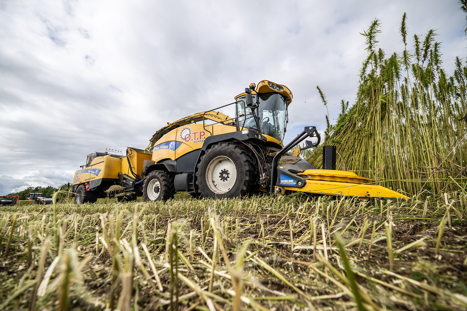 Oogst hennep. - Foto: Michel Velderman