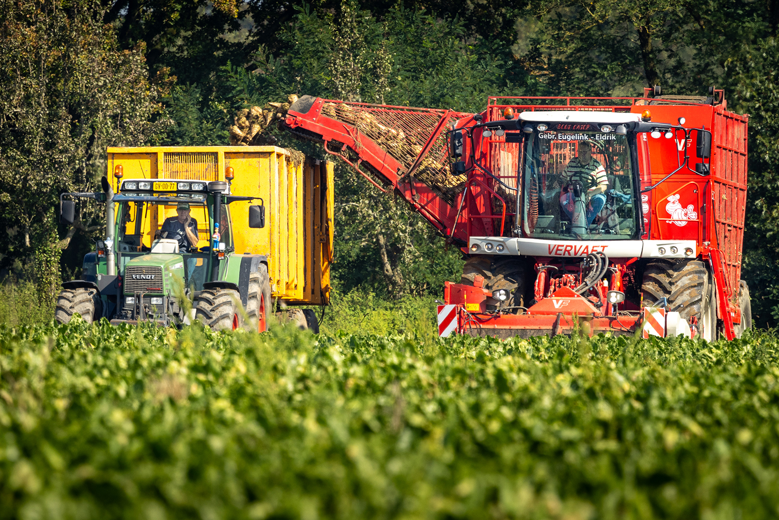 Oogst van suikerbieten. - Foto: Koos Groenewold