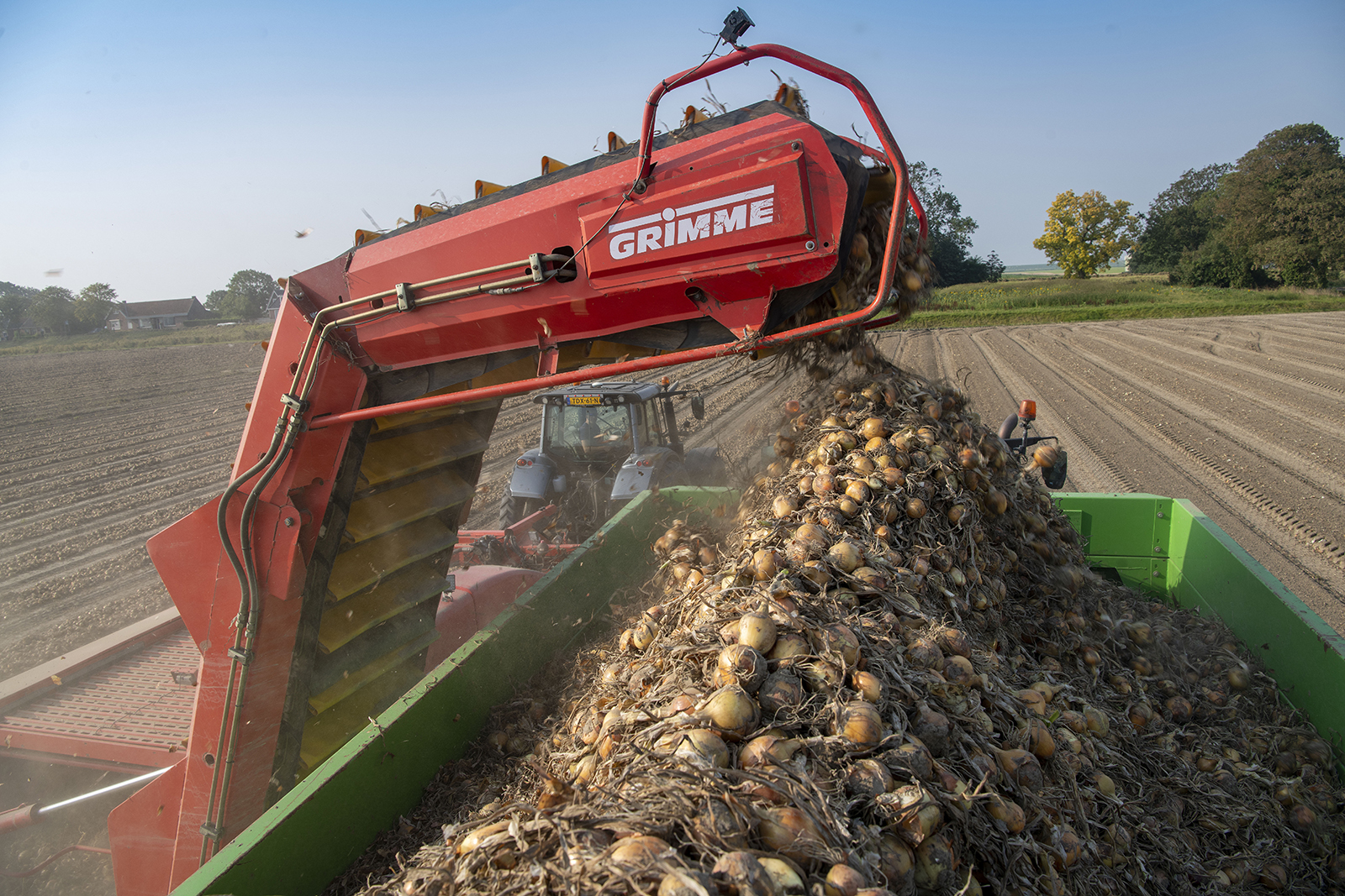 Oogst van zaaiuien. - Foto: Mark Pasveer